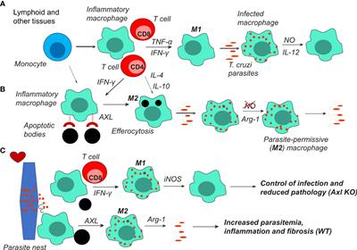 Immunopathogenesis in Trypanosoma cruzi infection: a role for suppressed macrophages and apoptotic cells